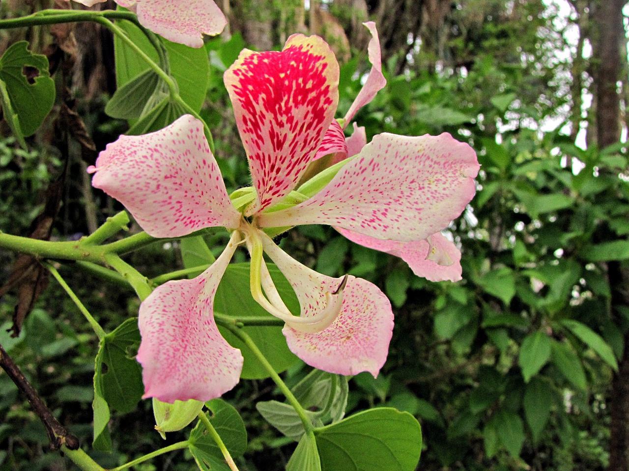 Bauhinia monandra