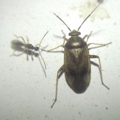 Miridae
