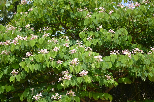 Bauhinia monandra