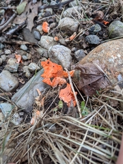Cantharellus cinnabarinus