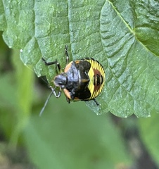 Chinavia hilaris