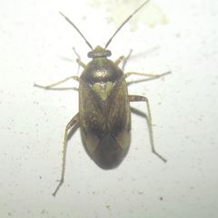 Miridae