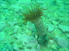 Ceriantheopsis austroafricanus