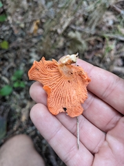 Cantharellus cinnabarinus