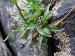 Draba elisabethae