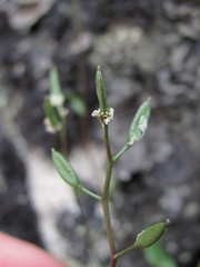 Draba elisabethae
