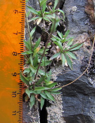 Draba elisabethae