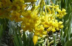 Tylecodon cacalioides