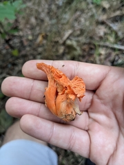 Cantharellus cinnabarinus