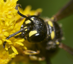 Cerceris atramontensis