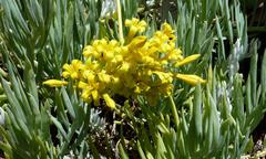 Tylecodon cacalioides