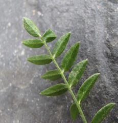 Oxytropis owerinii