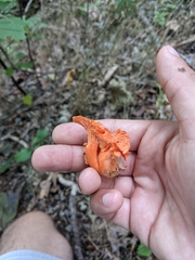 Cantharellus cinnabarinus