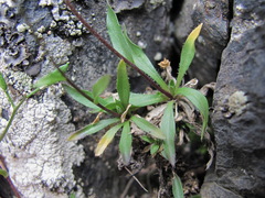 Draba elisabethae