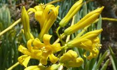 Tylecodon cacalioides