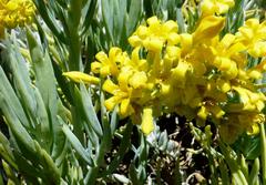 Tylecodon cacalioides