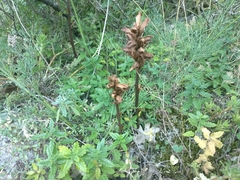 Orobanche teucrii