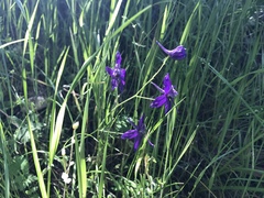 Delphinium patens