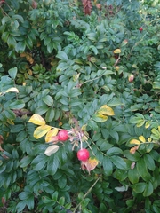 Rosa rugosa