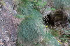 Festuca scabriculmis