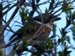 Batis capensis capensis