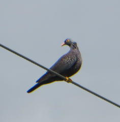 Columba arquatrix
