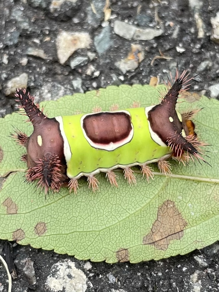 Photos of Saddleback Caterpillar Moth (Acharia stimulea) · iNaturalist