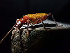 Prognathogryllus