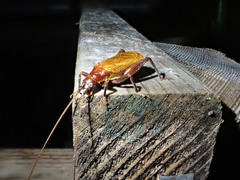 Prognathogryllus