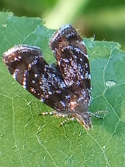 Prochoreutis sehestediana