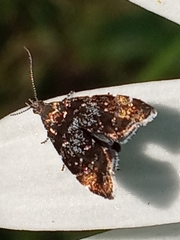 Prochoreutis sehestediana