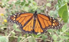 Danaus plexippus