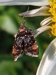 Prochoreutis sehestediana