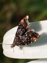 Prochoreutis sehestediana