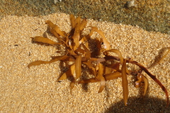 Carpophyllum flexuosum