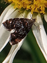 Prochoreutis sehestediana