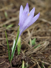 Crocus veluchensis