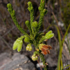 Erica sparrmanni