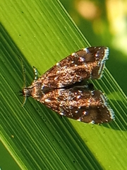 Prochoreutis sehestediana