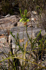 Erica sparrmanni