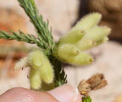 Erica sparrmanni