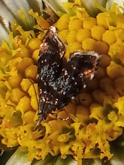 Prochoreutis sehestediana