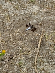 Plathemis lydia
