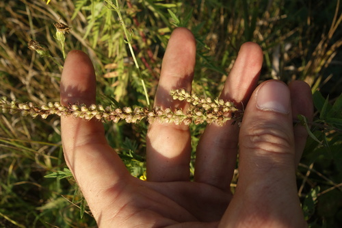 Veronica longifolia