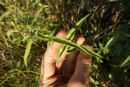 Veronica longifolia