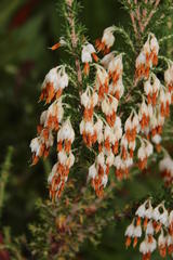 Erica imbricata