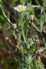 Psilactis brevilingulata