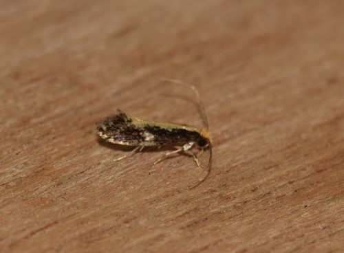 Monopis obviella