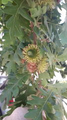 Quercus cerris