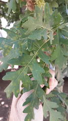 Quercus cerris